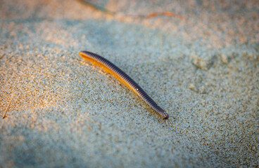 A dark millipede crawls across a bed of fine sand, its segmented body and numerous legs clearly...