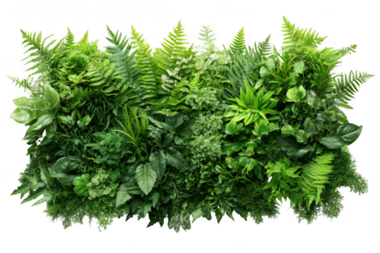 Lush green foliage wall panel isolated on transparent background