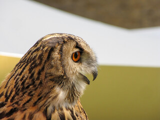 Side view of a magnificent European Eagle Owl