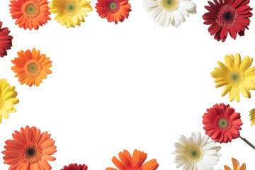 Fototapeta premium Colorful gerbera flowers frame isolated on transparent background