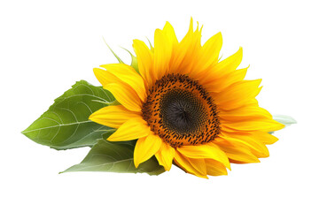 Obraz premium Single sunflower with leaves isolated on transparent background