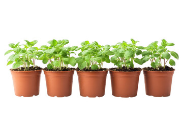 Five basil plants in pots isolated on transparent background