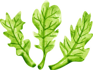 watercolor arugula