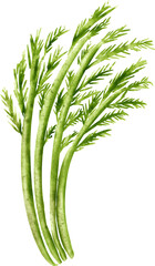 watercolor dill