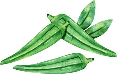 watercolor okra