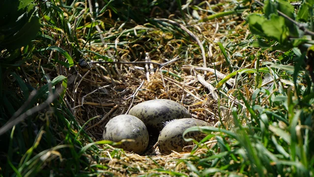 Bird eggs in a nest of grass on ground