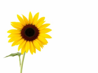 Obraz premium Sunny Sunflower: A vibrant single sunflower with bright yellow petals and a dark brown center stands majestically against a clean white backdrop. The image is simple yet striking.