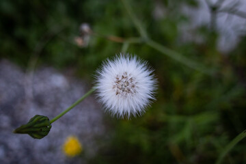 Flowers of Gibraltar.