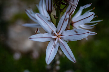 Flowers of Gibraltar.