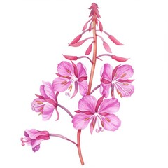Pink Watercolor Flower Illustration on White Background