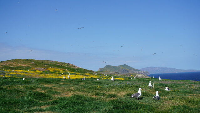 Seagulls nesting on grassy green and yellow field with distant view of Anacapa Islands in California