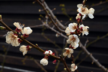Apricot tree flowers damaged by late frost. Selective focus.