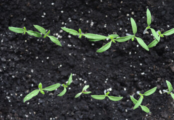 The tomato seedlings against the background of the soil. Selective focus.