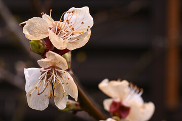 Apricot tree flowers damaged by late frost. Selective focus.