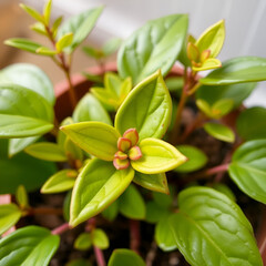 Obraz premium Closeup of Scindapsus Apolaki plant in pot, Scindapsus Apolaki, closeup, indoor plant, tropical, houseplant, green, leaves