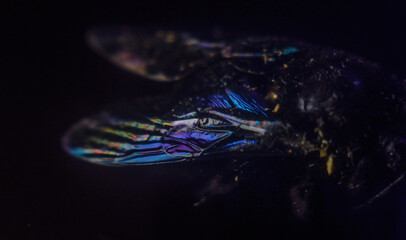 Xylocopa iris close-up