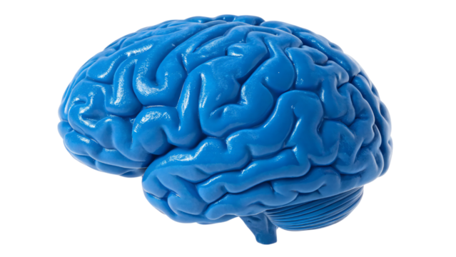 blue human brain isolated on white
