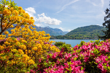 Obraz premium Colorful azaleas (Rhododendron spp.) in yellow and fuchsia frame a view of Lake Como. In the background, you can see the Grigne and Bellagio