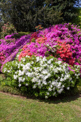 Obraz premium azaleas (Rhododendron spp.) in full bloom, featuring vibrant clusters of white, pink, and purple flowers. 