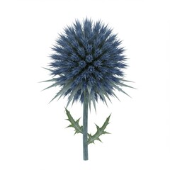 Fototapeta premium Blue Globe Thistle Flower on White Background