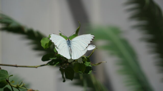 Light blue and white butterfly on green leaves
