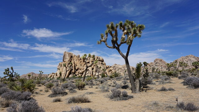 Joshua tree standing erect in foreground of landscape covered in boulders