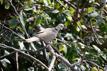 Pombo-torcaz, ilha da Madeira
