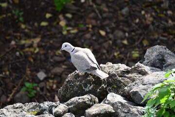 Pombo-torcaz, ilha da Madeira