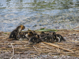 Mallard Duck (Anas platyrhynchos) chicks, resting, sleeping on the beach, among reeds and shells