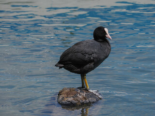 Eurasian Coot (Fulica atra), perched on a tire protruding from the water
