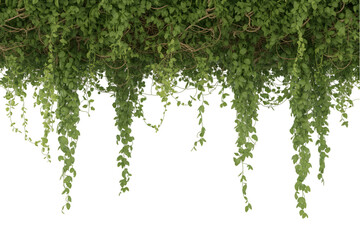 Obraz premium Hanging Green Plant With Small Leaves Isolated On White Background For Mockups