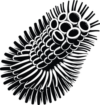 Pyrosome Colony Silhouette