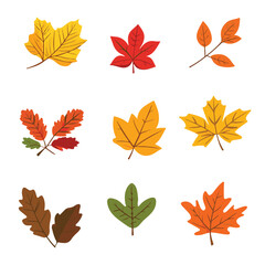 Fototapeta premium Colorful Autumn Leaves Variety Illustrated With Different Leaf Types On White Background