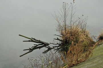 branches of a tree