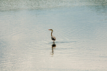 great blue heron