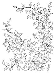 Fototapeta premium Clematis Vine Line Art: An elegant line drawing of a clematis vine, showcasing delicate flowers and leaves in a graceful arrangement.