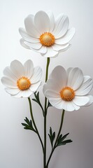 Fototapeta premium Three elegant, white flowers with orange centers, on stems