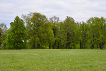 A vibrant green meadow with oak trees in a row under a cloudy sky