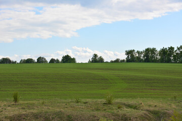 A Vast Green agricultural Field Under a blue sky with a cloud
