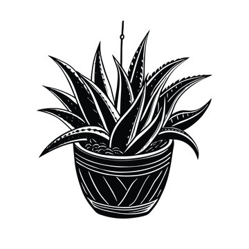 black and white hanging aloe plant clip art preview