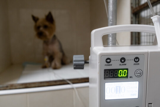 Close-up of a pet with a catheter during an IV in a veterinary clinic. Concept of treatment and anesthesia. 