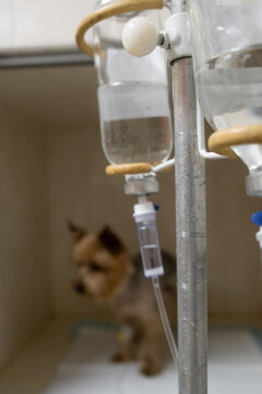 IV catheter on a doggie in a modern veterinary clinic. Concept: intensive care, veterinary treatment, modern animal treatment.