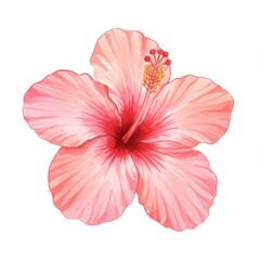 Pink Hibiscus Watercolor Painting on White Background