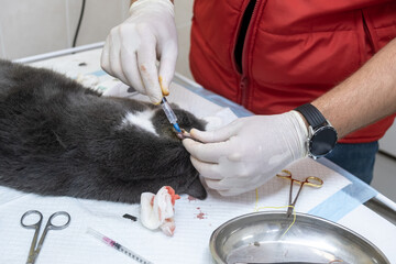 Close-up of the operation of a pedigree cat on the operating table in a modern veterinary clinic. Concept of veterinary medicine. 