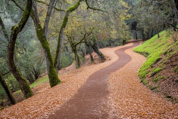 Fototapeta premium Winding Trail Through Autumn Woods