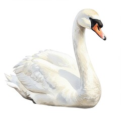 White Swan Profile, Elegant Waterfowl on White Background