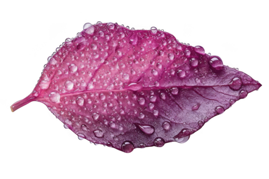 Pink leaf covered in water droplets isolated on transparent background - Powered by Adobe