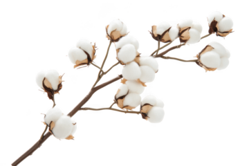 Cotton branch with fluffy bolls isolated on transparent background