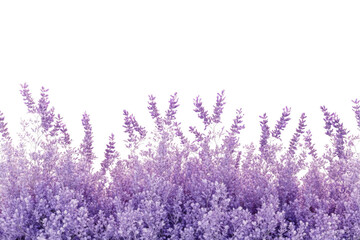 Obraz premium Lavender field with purple flowers isolated on transparent background