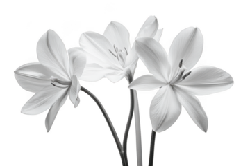 Three lilies in grayscale isolated on transparent background